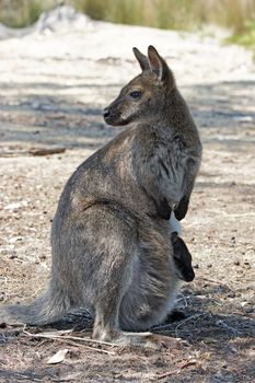 Bennett Wallaby with a joey in its pouch, Freycinet National Park, Tasmania, Australia