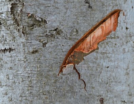 background or texture of a notch in the bark of a tree