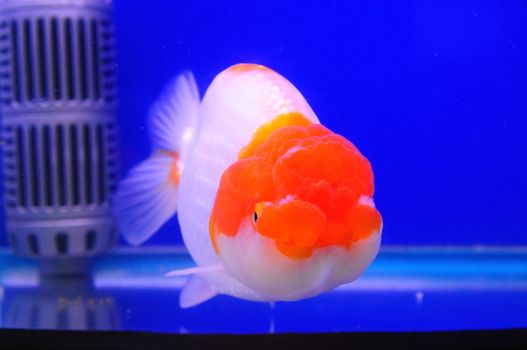 Lion head gold fish with red and white color in blue tank 