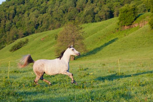 Gray Arab horse gallops on a green meadow