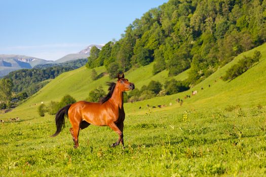 Arab racer  on a green summer meadow