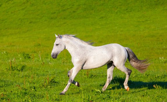 Gray Arab horse gallops on a green meadow