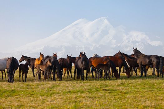 Herd of horses on a summer pasture. Elbrus, Caucasus, Karachay-Cherkessia