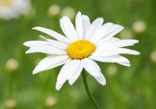 ox-eye daisy over green