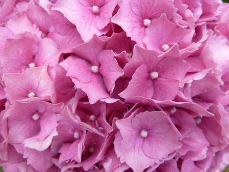 Bright pink hydrangea close up showing detail