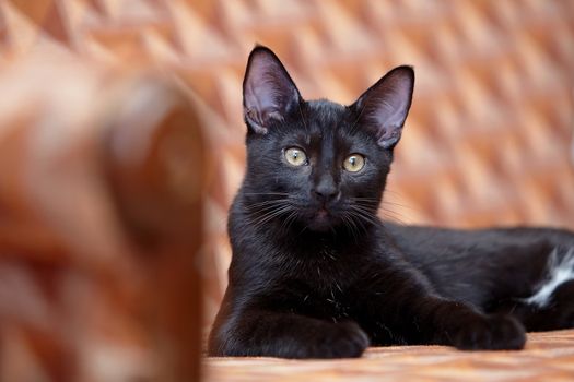 The black cat lies on a sofa. Black kitten. Black cat. Small predator.