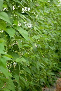 fresh green beans plant in garden macro closeup in summer outdoor