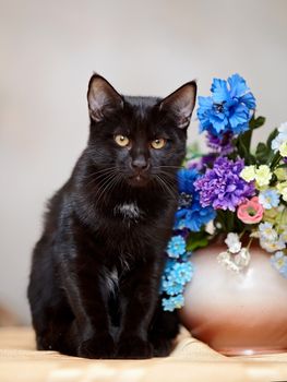 The black cat sits near a vase with the flowers. Black kitten. Black cat. Small predator.