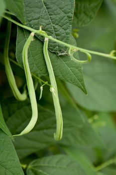 fresh green beans plant in garden macro closeup in summer outdoor