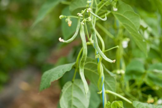 fresh green beans plant in garden macro closeup in summer outdoor