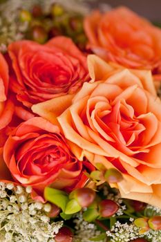 colorful beautiful roses flowers macro closeup card background valentine