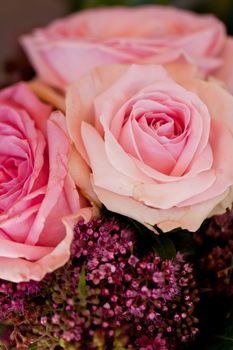 colorful beautiful roses flowers macro closeup card background valentine