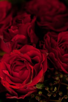 colorful beautiful roses flowers macro closeup card background valentine