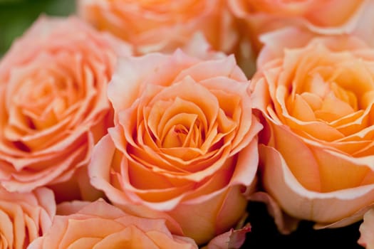 colorful beautiful roses flowers macro closeup card background valentine