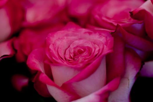 colorful beautiful roses flowers macro closeup card background valentine