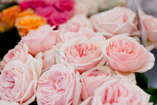 colorful beautiful roses flowers macro closeup card background valentine