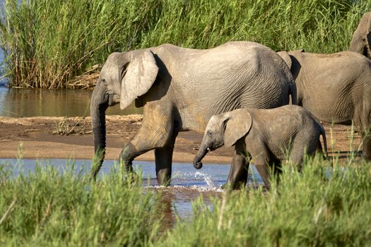 African elephants in the river, South Africa