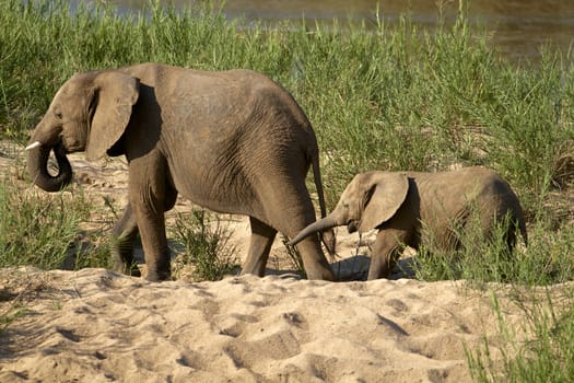 African Elephants in the Kruger National Park, South Africa