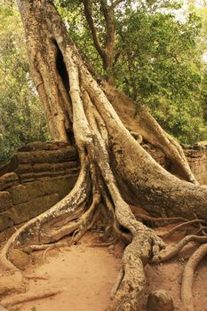 Ta Promh temple, Angkor area, Siem Reap, Cambodia