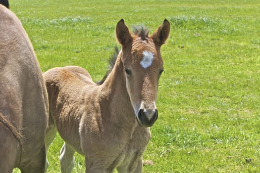 Brown horse and its filly in a meadow