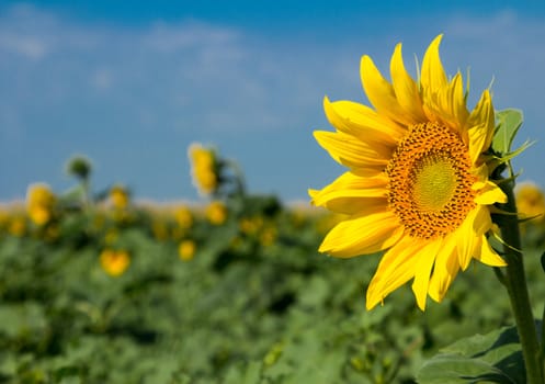 Beautiful sunflowers against blue sky