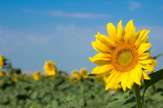 Beautiful sunflowers against blue sky