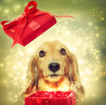 Dachshund dog opening a red magic box