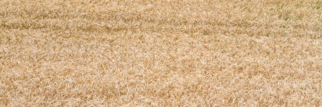 wheat field in a sunny summer day