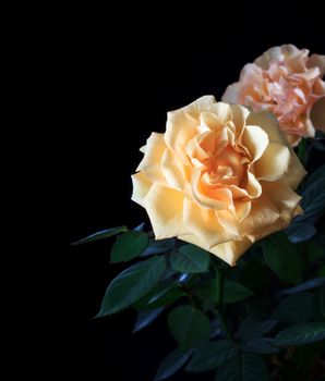 Two Roses Isolated on a Black Background