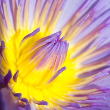 purple lotus in the dark, macro shot