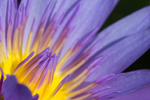 purple lotus in the dark, macro shot