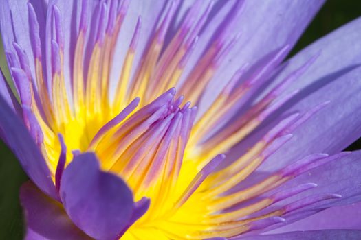 purple lotus in the dark, macro shot