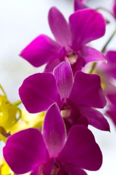 Blooming pink orchid looks beautiful and comfortable