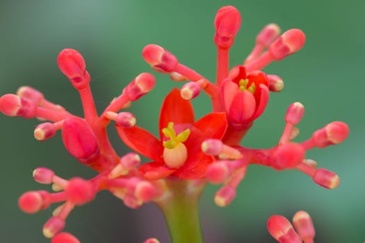 Close-up photo of small red flowers bloom beautifully