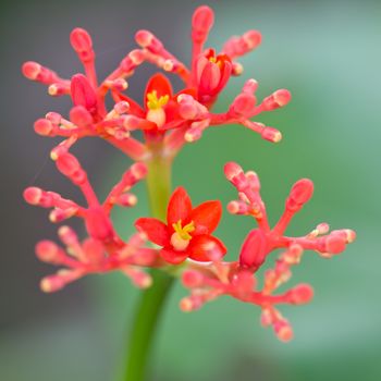 Close-up photo of small red flowers bloom beautifully