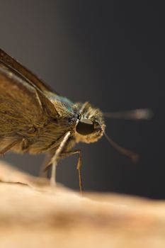 Close-up images of beautiful butterflies are perched on a rock