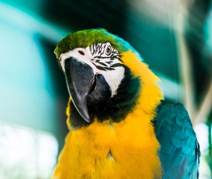 colorful parrots head closeup shot