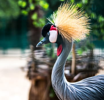 beautiful portrait African Crowned Crane in zoo