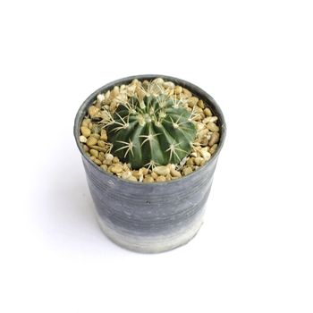 Cactus in a flowerpot on white background