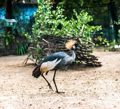 beautiful African Crowned Crane in zoo