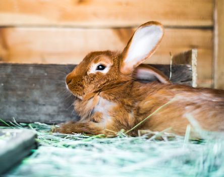 beautiful red-haired rabbit in the hay
