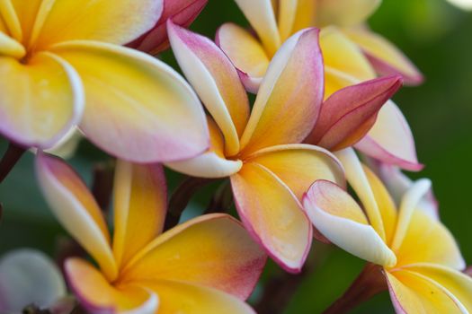 white and yellow frangipani flowers with leaves in background