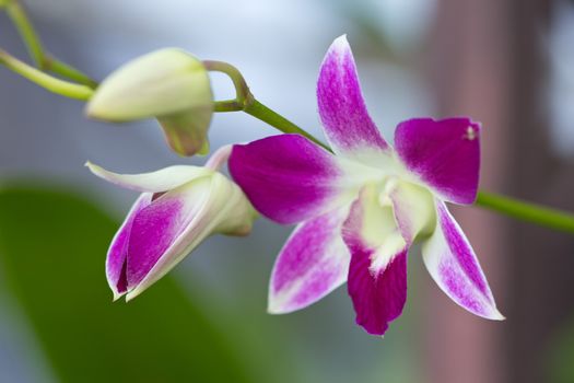 This close-up of beautiful pink orchids.