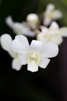 Close-up of white orchids on black background.