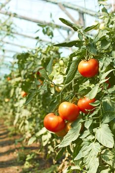 Tassel of red tomatoes that ripening in greenhouse 