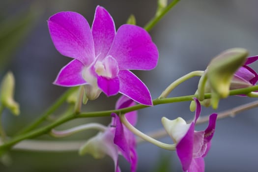 This close-up of beautiful pink orchids.