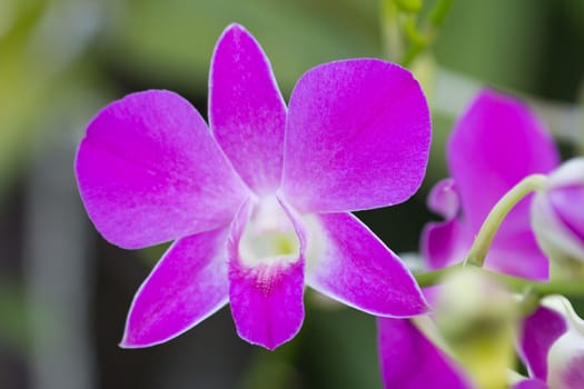 This close-up of beautiful pink orchids.