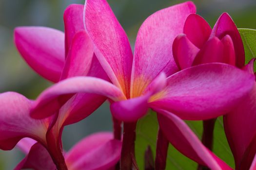 Frangipani is a beautiful red color is unique