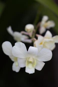 Close-up of white orchids on black background.