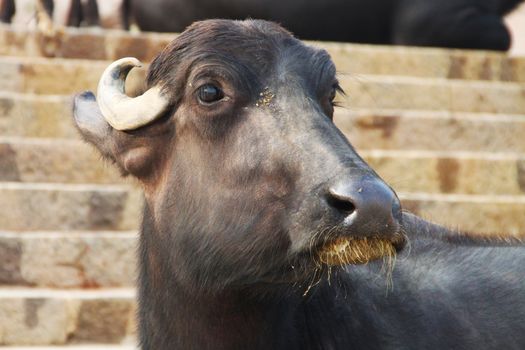 A black buffalo resting in one of the ghats on the banks of the Ganges in Varanasi - one of the sacrest cities for the hindus.